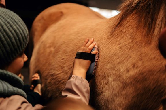 Reittherapie Ivenack Eine Hand mit einer Bürste putzt eine Seite eines Pferdes.