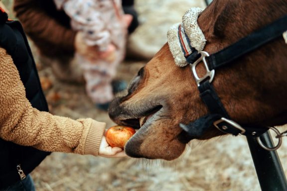 Reittherapie Ivenack Eine Kinderhand gibt einem Pony einen Apfel.